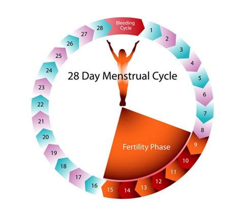 what days am i least likely to get pregnant big teenage dicks