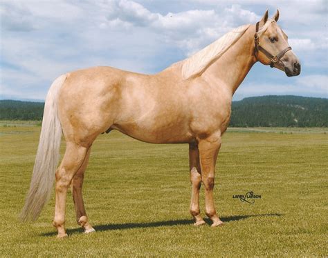Quarter Horse Wallpaper ·① Palomino Horse Quarter Horse Horses