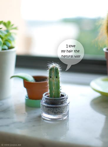 Baby Cacti A Few Weeks Ago Wind Broke My Hairy Cactus I R Flickr