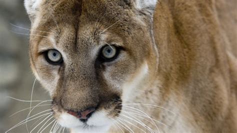 Cougars In The Midst Keep An Eye Open For Big Cats In Port Moody