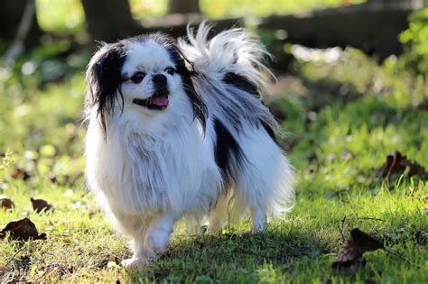 The Japanese Chin Your Ultimate Breed Information Guide Your Dog