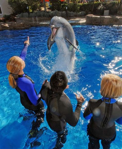 Three People In Wetsuits Are Watching A Dolphin Jump Out Of The Water
