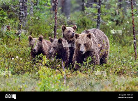 Familia Del Oso Pardo Fotografías E Imágenes De Alta Resolución Alamy