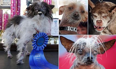 Peanut Is Crowned Worlds Ugliest Dog Daily Mail Online