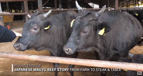 VIDEO Only In Japan Wagyu Beef From Farm To Table Rocking Ranch