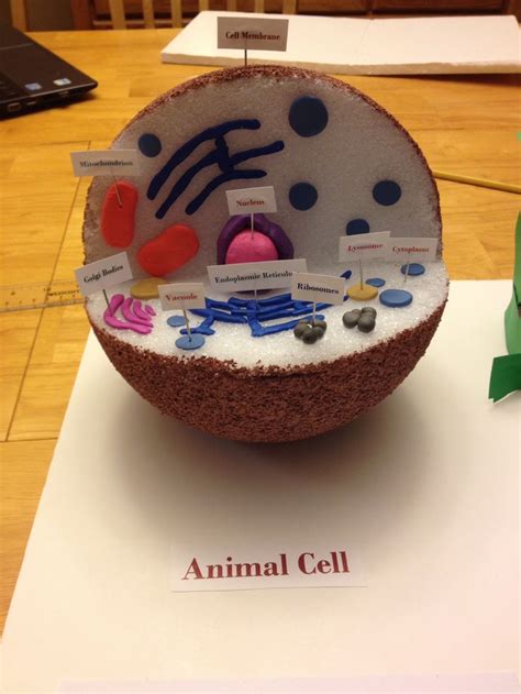 Identify 2 resources for supporting active student learning in science •2. 8 best Animal Cell and Plant Cell School Project images on ...