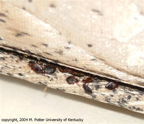 Best spray for bed bugs on mattresses. Bed Bugs | Public Health and Medical Entomology | Purdue ...