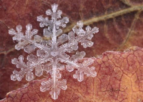 Its A Real Snowflake Karla Jean Booth Of Real Snowflake Photography