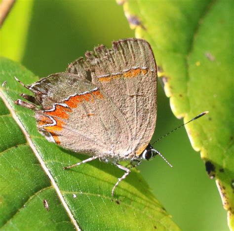 Red Banded Hairstreak At Winding Waters Trail Red Banded H Flickr