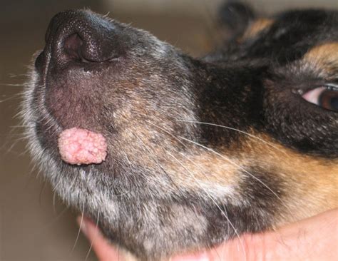 warts  dogs symptoms  treatment prevention  communicability dogs cats pets