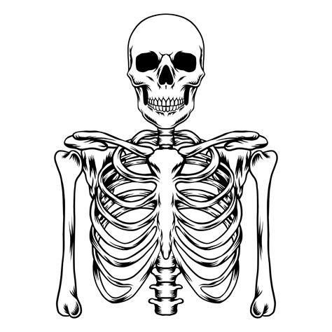 Human Skeleton Vector Art 13373993 Vector Art At Vecteezy
