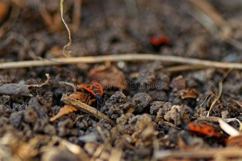 Red Bugs In The Garden In Spring Stock Photo Image Of Garden Detail