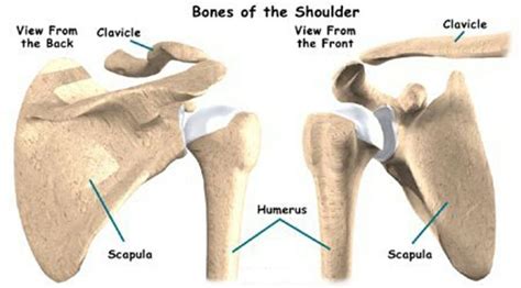 Bones Of The Shoulder Girdle Anatomy Anatomy And Physiology