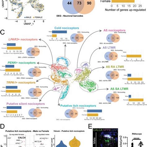 Sex Differences In Gene Expression Within Human Drg Neuronal Download Scientific Diagram