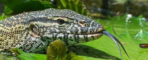 These unique animals are very different from mammals and birds and can't compare to any other pet experience! Choosing a Nile Monitor - PetPlace