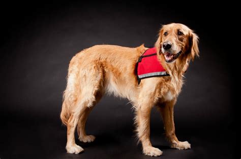 Which Breeds Make Good Service Dogs Thriftyfun