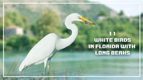 11 White Birds In Florida With Long Beaks