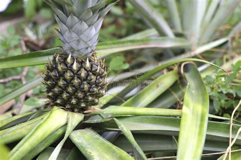 Young Pineapple Tree Stock Photo Image Of Healthy Bush 24477166