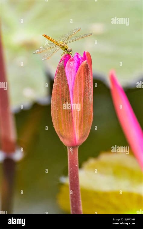 Dragonfly On Lotus Flower Nelumbo Nucifera Red Lotus Lake Chiang