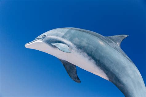 Dolphin And Blue Sky Free Stock Photo Public Domain Pictures