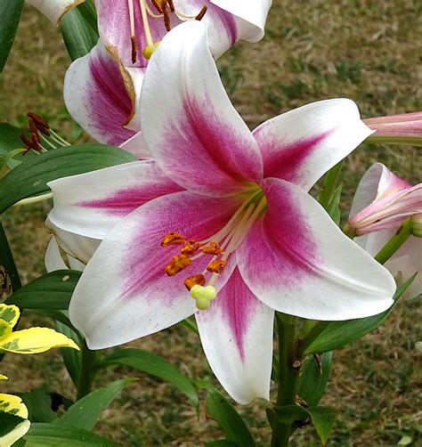 Garden Lily Flower Free Stock Photo Public Domain Pictures