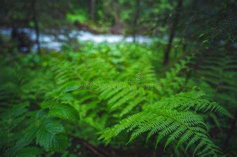 Ferns Leaves Green Foliage Close Up Of Beautiful Growing Ferns In The