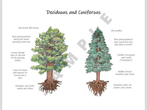 Conifer Vs Deciduous Tree Printable Classroom Poster Etsy