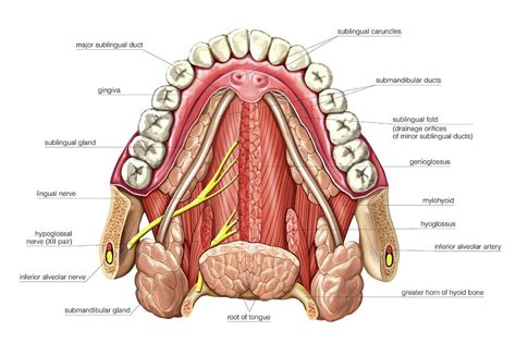 Floor Of Mouth Anatomy Review Home Co