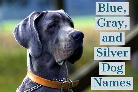 It's rare to find grey dogs in florida but they can be found all over the country. 140+ Unique Names for Blue, Gray, and Silver Dogs | PetHelpful