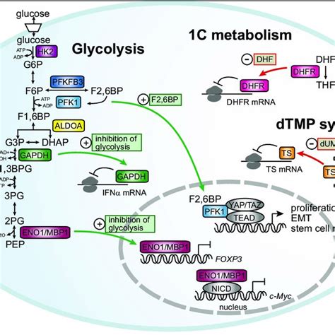 Cross Talk Between Metabolism And Signaling In Cancer Regulation Of