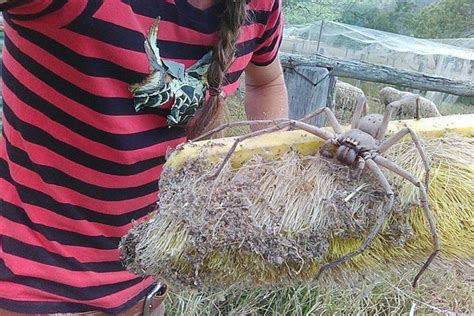 Giant Huntsman Spider Nicknamed Charlotte Captured On Camera In Australia Canada Journal