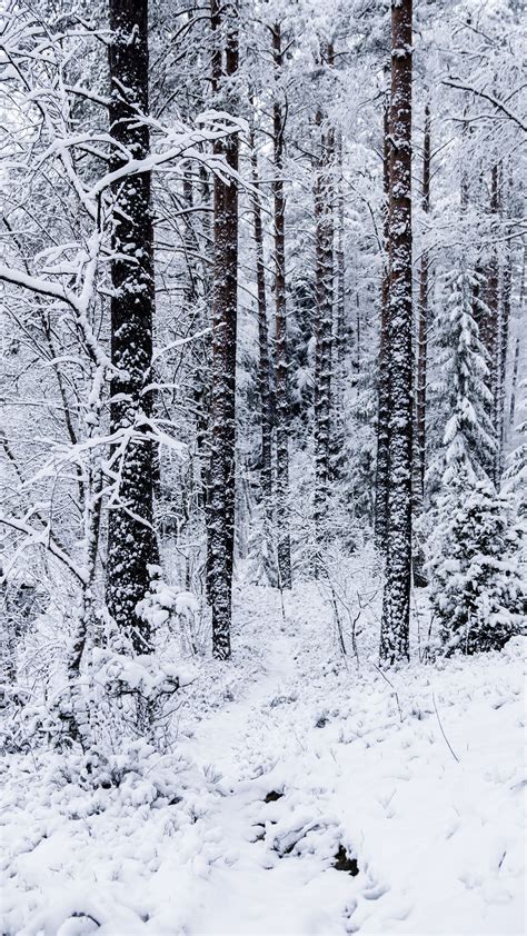 Download Wallpaper 2160x3840 Forest Trees Snow Winter Nature