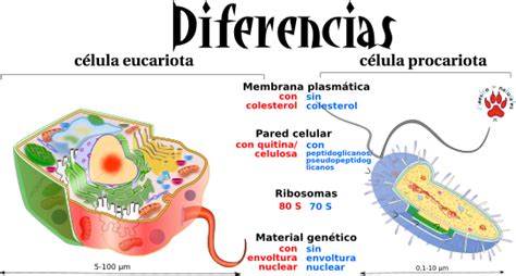 Diferencia Entre C Lula Procariota Y C Lula Eucariota Compartir Celular