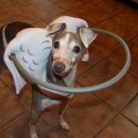 Learn how to identify signs of vision loss and how to care for your if your dog is starting to go blind, you still have plenty of time to help him adjust to his new normal. This Angelic Halo Protects Blind Dogs From Bumping Into ...
