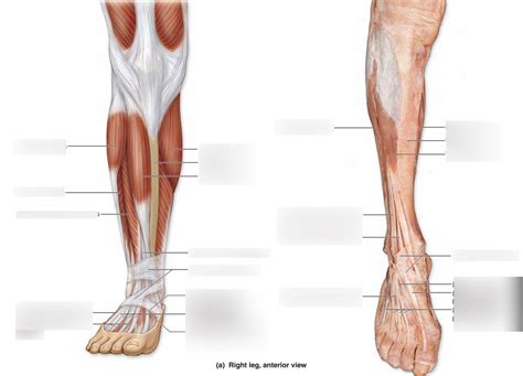 Anterior Leg Muscles Diagram Quizlet