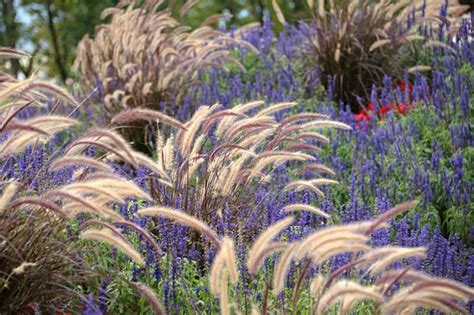 An Easy Summer Planting Idea With Sage And Ornamental Grasses