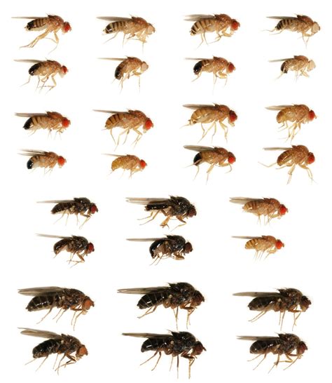 Array Of Drosophila Mutants Fruit Flies Arthropods Modern Life