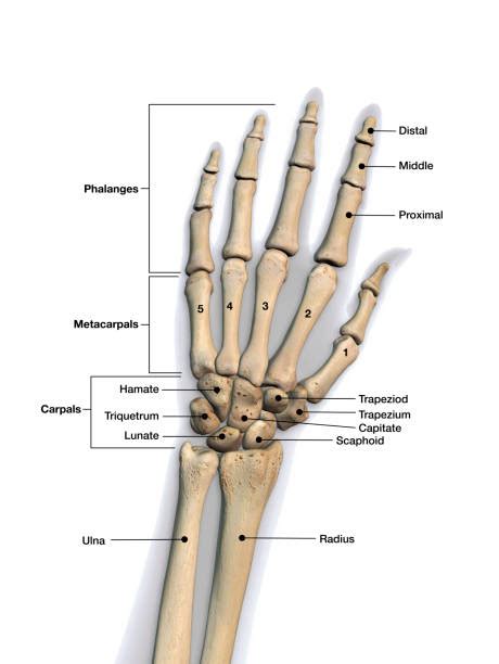 Arm Bones Stock Photos Pictures And Royalty Free Images Istock