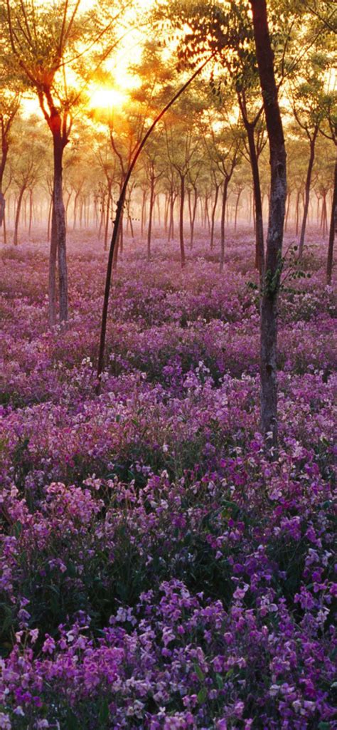 Purple Flower Tree Views Wallpapersc Iphone Xs Max
