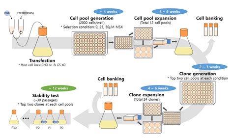 Cho Ko Cell Line Knockout Cell Line 20x Efficiency Ubigene