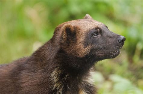 Wolverines Wild Animals News And Facts By World Animal Foundation