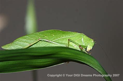 Green Leaf Like Bug Microcentrum Retinerve Bugguidenet