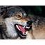 Snarling Wolf  Wolves Wallpaper