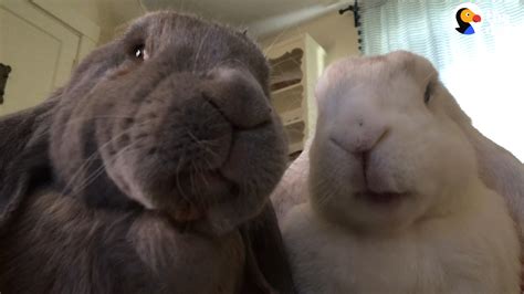 Cute Bunnies Snuggle Together All Day The Dodo Youtube