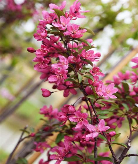 Prairifire Flowering Crabapple Bower And Branch