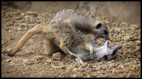Fighting Meerkats Meerkats Play Fighting At Chester Zoo Rob Fay