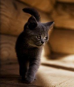 American wirehair cat is a cat race that is born from a spontaneous genetic mutation of cats that black and white american wirehair cat pictures. American Wirehair Cat Info, History, Personality, Kittens ...