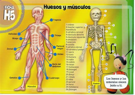 Remedioef Huesos Y Músculos 5º Primaria