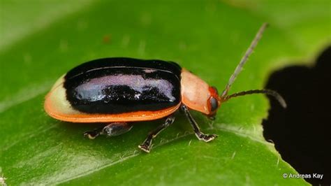 Leaf Beetle Asphaera Sp Chrysomelidae From Ecuador Flickr