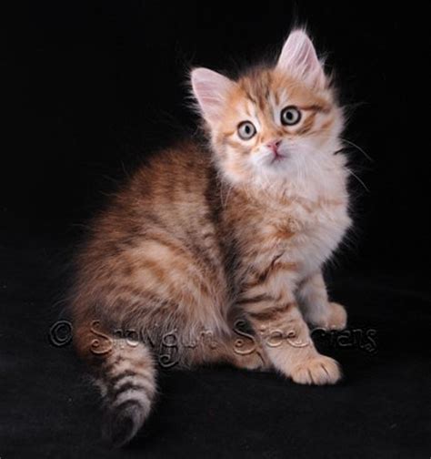 Your cat stock images are ready. Siberian Cat and Kitten Colours